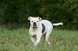 BOULEDOGUE AMERICAIN 358